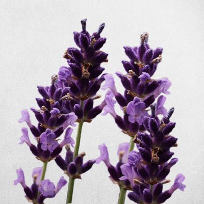 lavender oil french